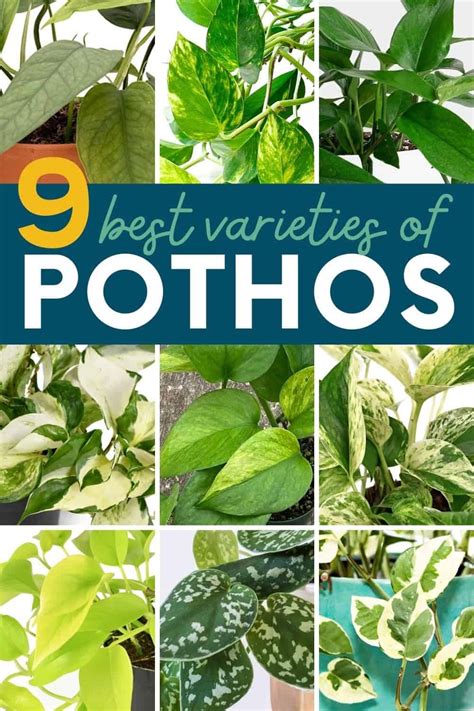 The 9 Best Pothos Varieties (With Pictures) - Growfully