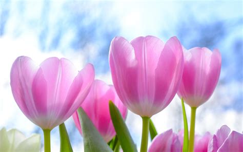 Download 3840x2400 fresh, pink tulips, flowers 4k wallpaper, 4k, ultra ...