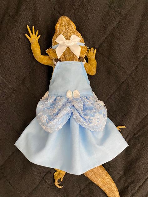 Cinderella Princess Bearded Dragon Costume Dress MADE IN - Etsy