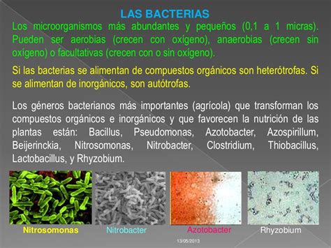 Microorganismos del suelo