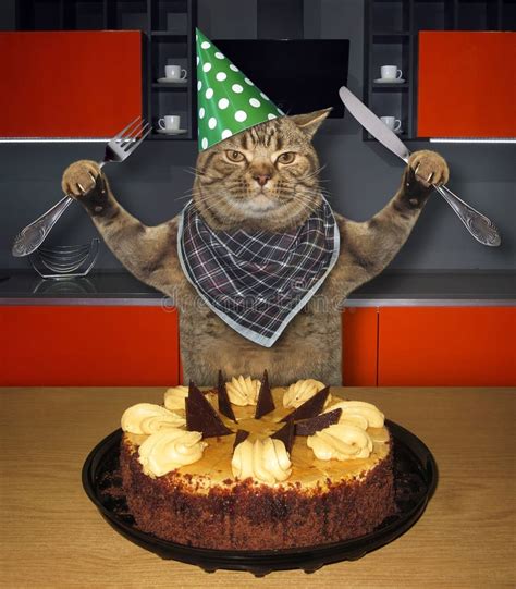 Cat Eating a Cake in Kitchen Stock Photo - Image of holiday, concept ...