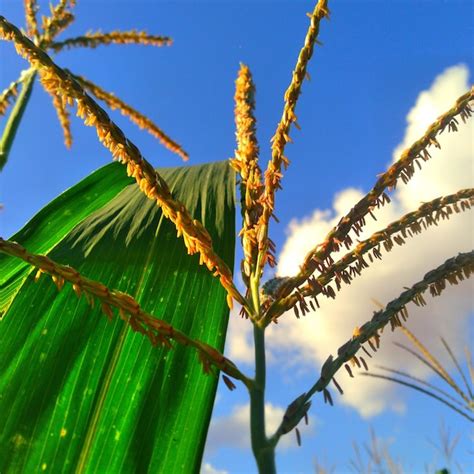 Premium Photo | Bunga jagung