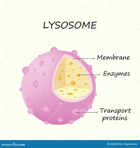 Anatomy of the Lysosome: Hydrolytic Enzymes, Membrane and Transport Proteins Vector Illustration ...