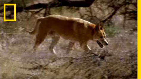 Kangaroo vs Dingo | National Geographic - YouTube