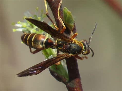 wasp? - Polistes fuscatus - BugGuide.Net