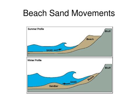 PPT - La Jolla sandy beach habitat PowerPoint Presentation, free ...