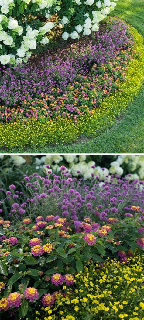 Pollinator Garden Recipe - Proven Beauty | Pollinator garden design, Pollinator garden, Garden ...