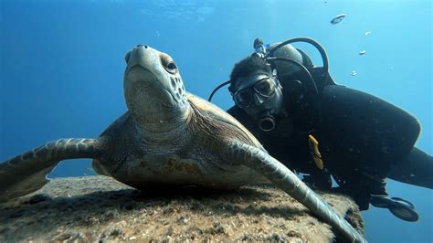 Underwater Crocodile Photos, Download Free Underwater Crocodile Stock ...