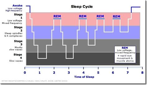 Understanding Sleep for Optimal Recovery & Productivity | Sleep cycle ...