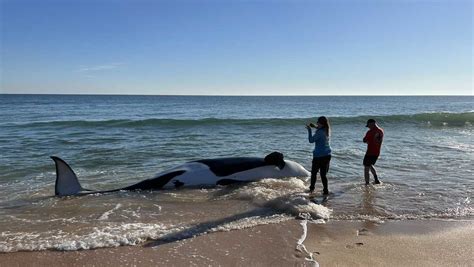 Orca washes up on Florida beach: Cause of death revealed