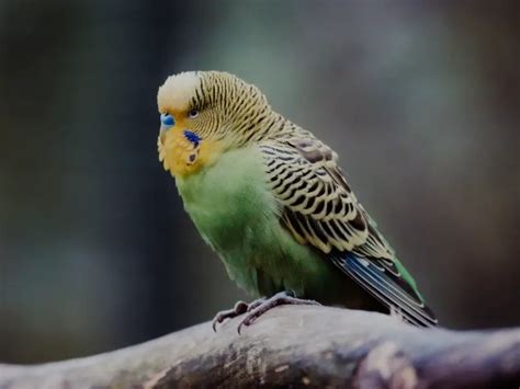 Angry Budgie Sounds (3 Sounds To Listen For + What To Do) – Critter ...