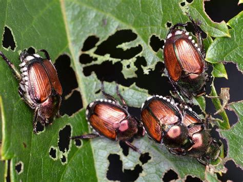 Japanese Beetle – Identification, Life Cycle, Facts & Pictures