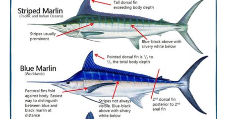 Identifying marlin species - Fishing World