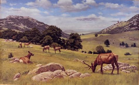 Elk Herd in the Wichita Mountains | Oklahoma Senate