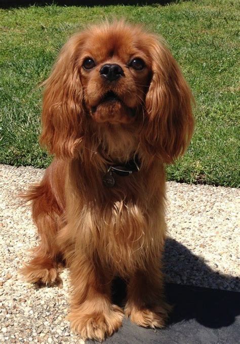 23+ Cavalier King Charles Spaniel Dog Breeders Near Me - l2sanpiero