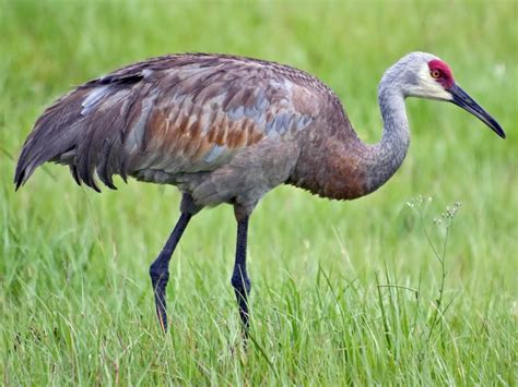 Sandhill Crane | Ornithology, Backyard birds, Crane