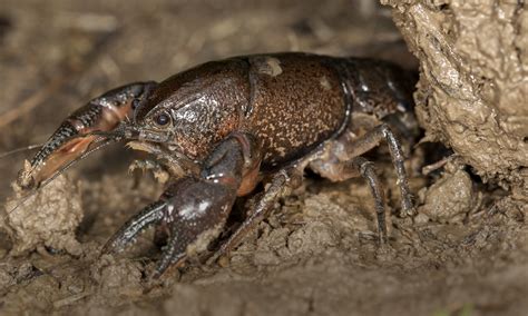 INHS Crustacean Collection – Illinois Natural History Survey • Prairie Research Institute