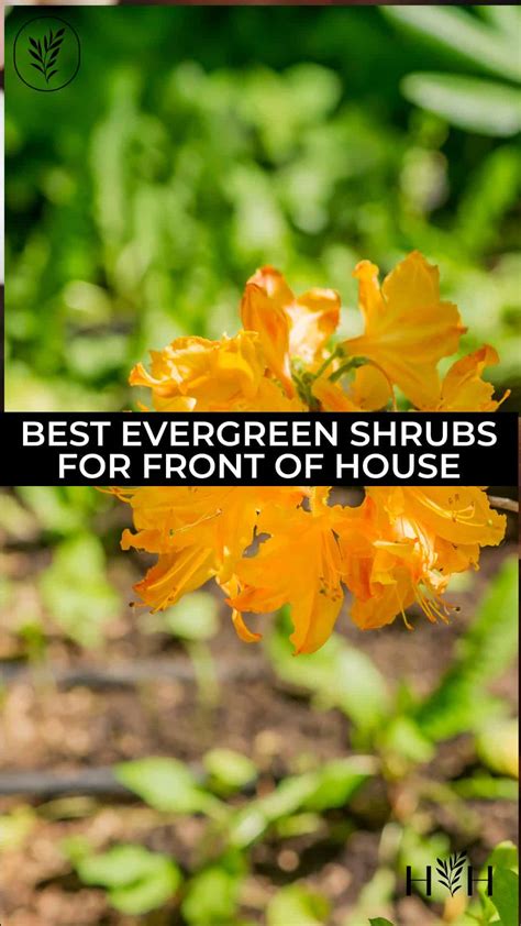 30+ best evergreen shrubs for front of house 🏠🌲 Uplifting your home's ...