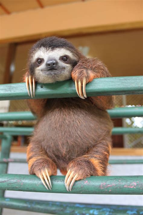 15+ Unbearably Cute Sloth Pics To Celebrate The International Sloth Day | Bored Panda