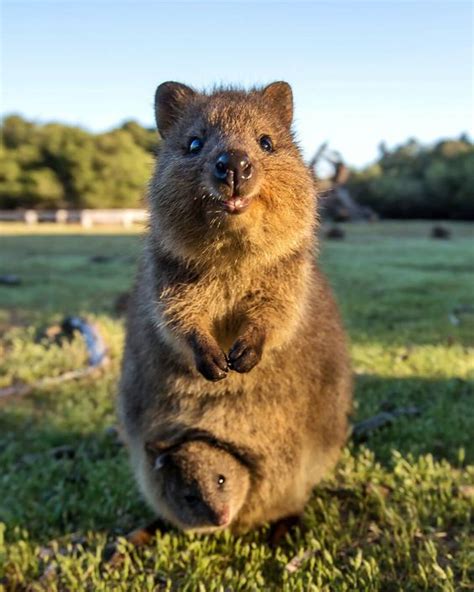 Quokka - Facts, Information and Pictures | by Pets Planet... - Amazing Pets For You