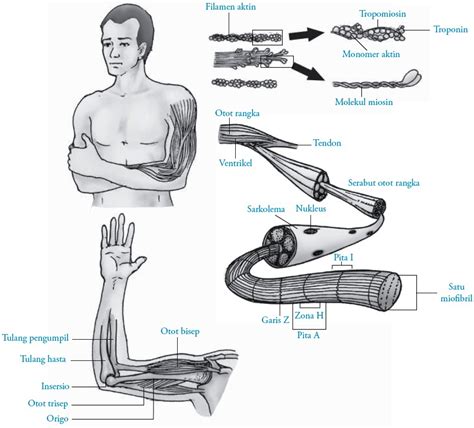 Sistem Gerak Otot pada Manusia