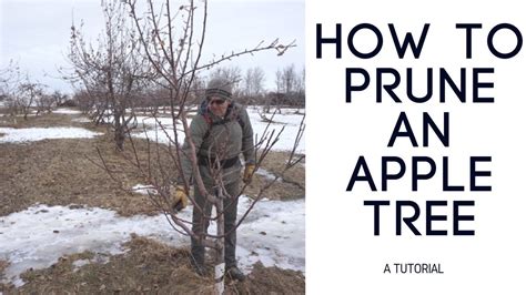 Best Time to Prune Apple Tree - Back Gardener