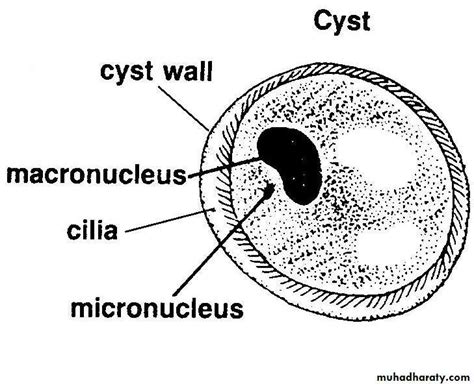 Balantidium Coli Cyst Label