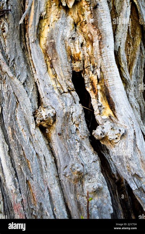 Old acacia tree bark texture detail, background acacia bark texture close up Stock Photo - Alamy