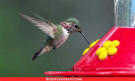 The 13 Best Hummingbird Feeders 2022 By BirdFeederist