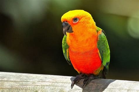 Interesting Facts About Sun Conures