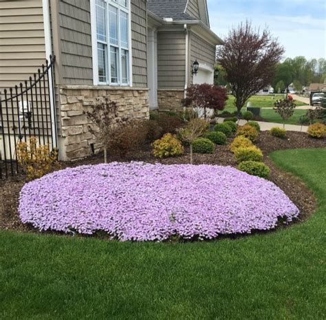 Growing, Selling and Propagating Creeping Phlox.