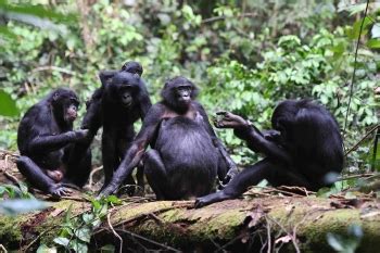 Bonobo behavior hints at model for evolution of human peacemaking | ASU ...