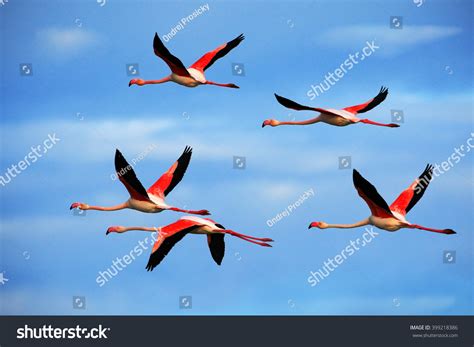 African Flamingo: Over 20,312 Royalty-Free Licensable Stock Photos | Shutterstock