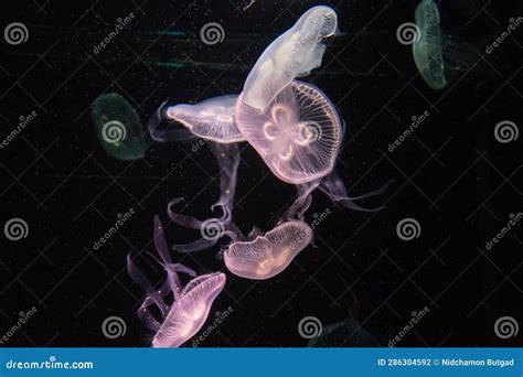 Purple jellyfish stock photo. Image of fish, creature - 286304592