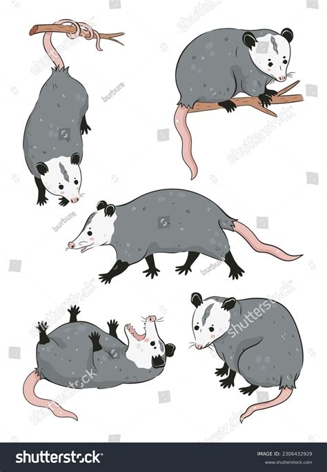 1,431 Possum Illustration Images, Stock Photos, 3D objects, & Vectors ...