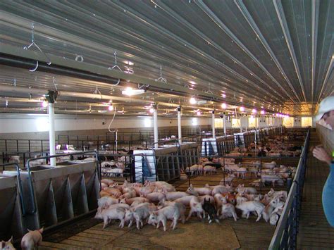 The Life of a Future Farmer: The Truth about #RealPigFarming - That's a ...