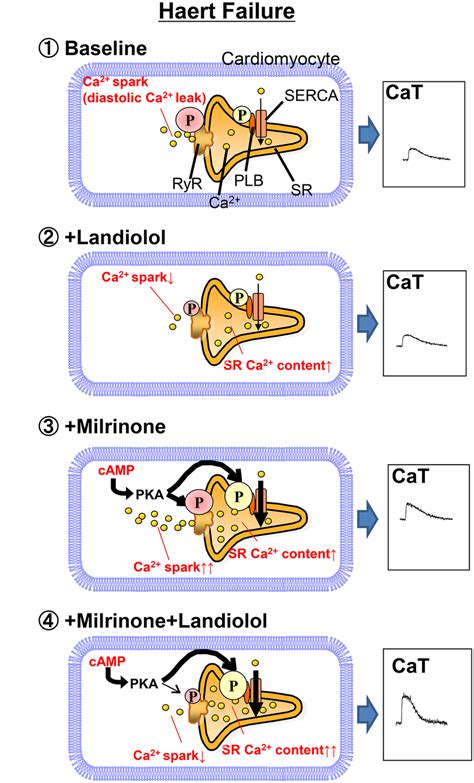 Proposed mechanism of inhibition of milrinone-induced Ca2+ sparks (Ca2 ...