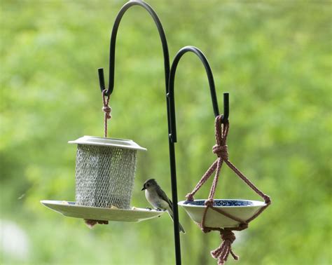 Diy Bird Food Feeder - Homemade Bird Feeders Easy Step By Step Guide Growing Family - In this ...