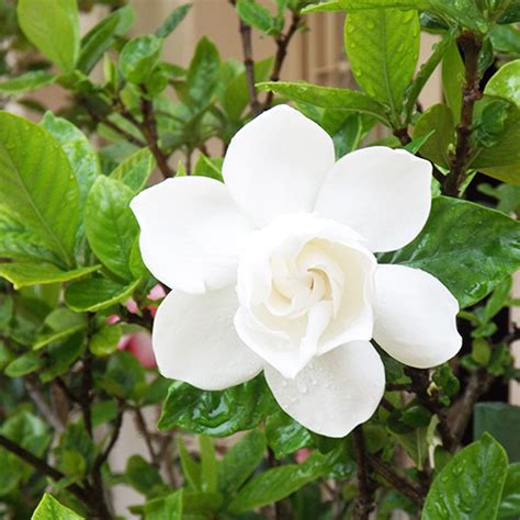 Gandharaj Plant Buy Gardenia Flowers Online at Nursery Nisarga