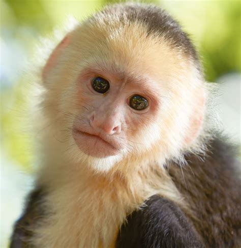 A Complete List of All Types of Monkeys You Wouldn't Want to Miss