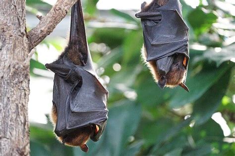 Amazing Bat Wings Facts, Do Bats Hibernate, Bat Wings Anatomy