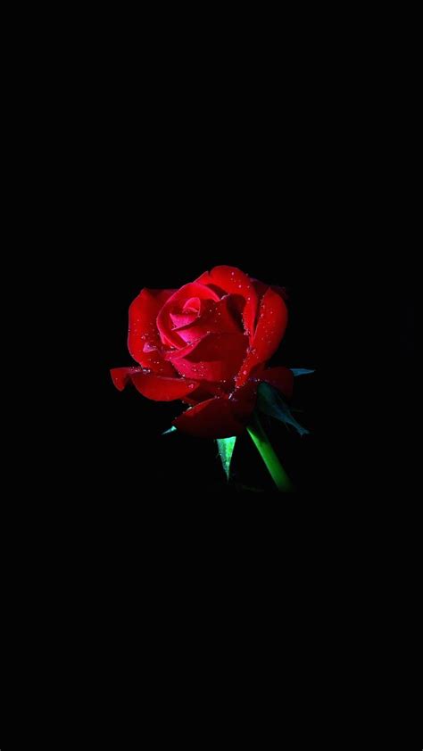 Black and Red Rose Wallpapers on WallpaperDog