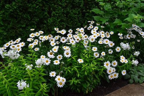 Favorite Perennials: The Daisies | Perennials, White gardens, White flowering plants