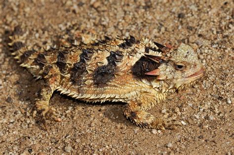 Coast Horned Lizard Facts and Pictures