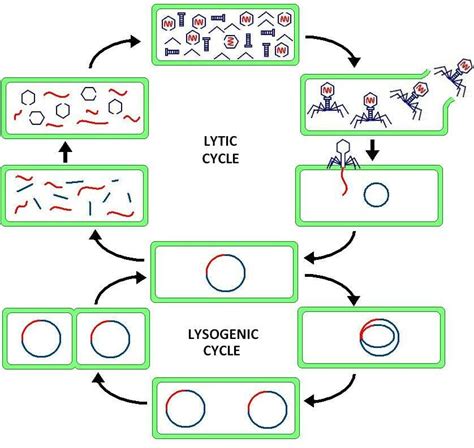 Lytic Cycle - Definition, Steps and Quiz | Biology Dictionary