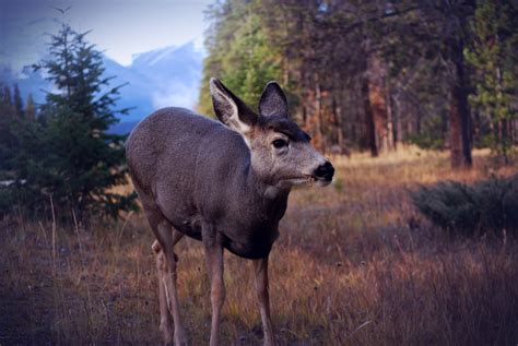 Young Deer Wildlife in Jasper National Park, Alberta, Canada image - Free stock photo - Public ...