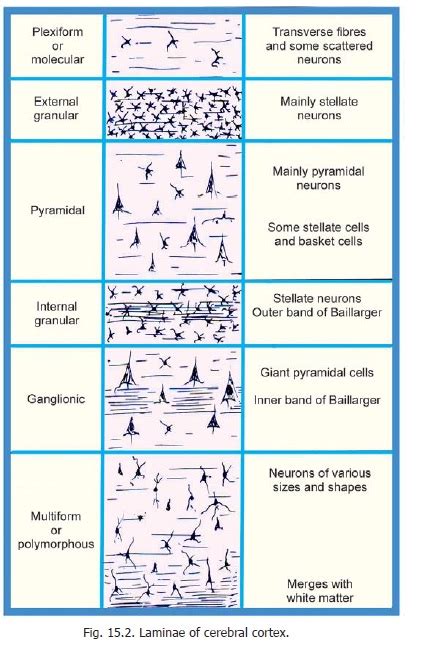 Laminae of Cerebral Cortex