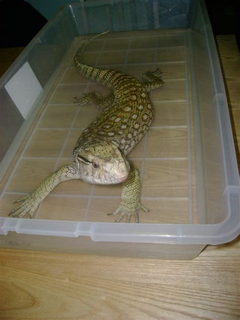 Savannah Monitor Facts and Pictures | Reptile Fact