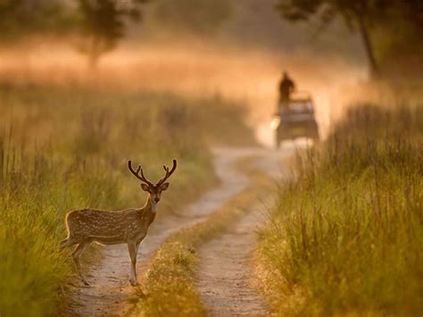 Jim Corbett National Park: A Safari To Remember