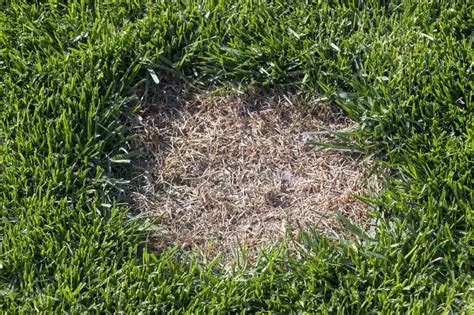 How To Get Rid Of Brown Spots On My Lawn - LoveMyLawn.net